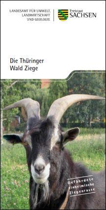 Vorschaubild zum Artikel Die Thüringer Wald Ziege