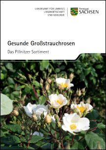 Gesunde Großstrauchrosen