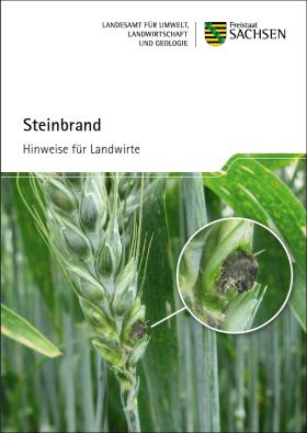 Steinbrand