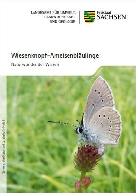 Vorschaubild zum Artikel Wiesenknopf-Ameisenbläulinge