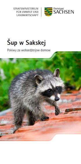 Vorschaubild zum Artikel Šup w Sakskej (Waschbär in Sachsen)