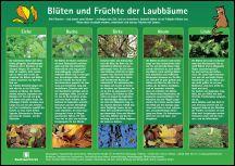 Blüten und Früchte der Laubbäume