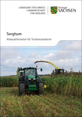 Sorghum