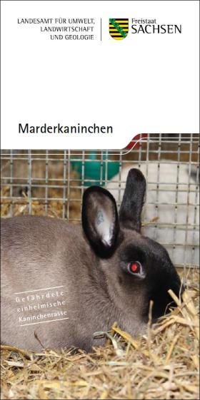 Marderkaninchen