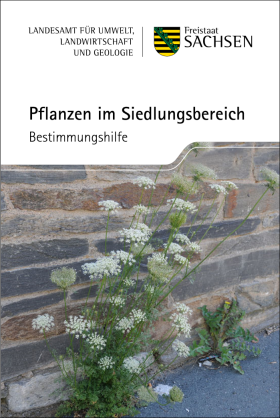 Pflanzen im Siedlungsbereich