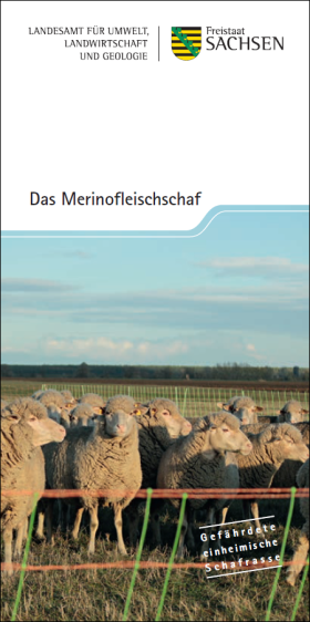 Das Merinofleischschaf