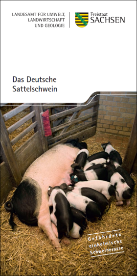 Das Deutsche Sattelschwein