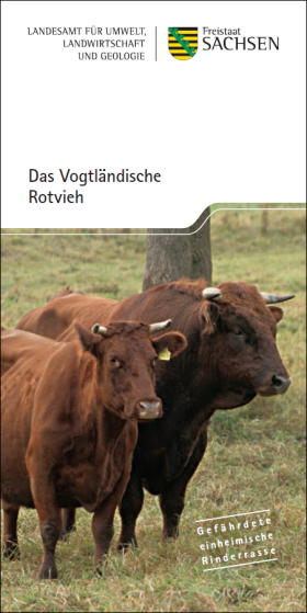 Das Vogtländische Rotvieh