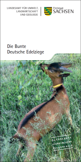 Vorschaubild zum Artikel Die Bunte Deutsche Edelziege