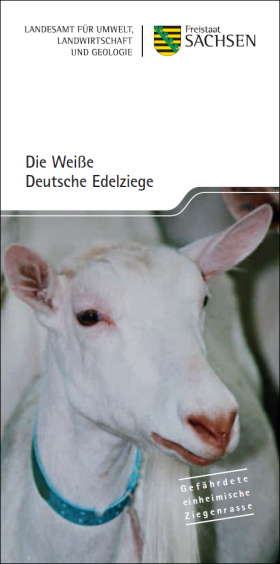 Die Weiße Deutsche Edelziege