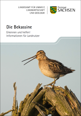 Die Bekassine