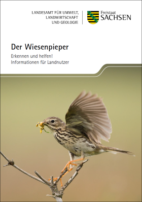 Der Wiesenpieper