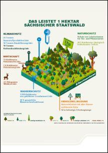 Das leistet ein Hektar sächsischer Staatswald