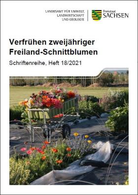 Verfrühen zweijähriger Freiland-Schnittblumen