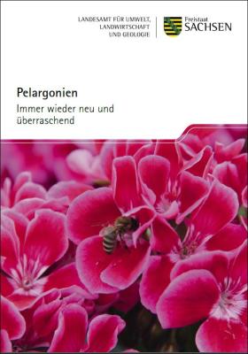 Vorschaubild zum Artikel Pelargonien