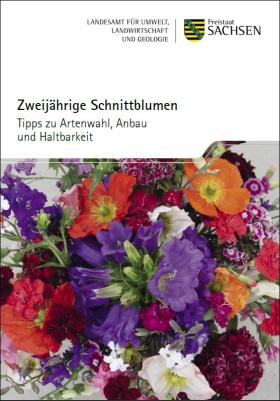 Zweijährige Schnittblumen