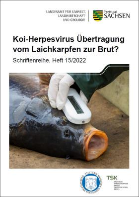 Vorschaubild zum Artikel Koi-Herpesvirus Übertragung vom Laichkarpfen zur Brut?