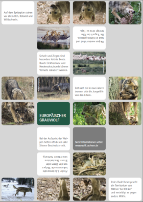 Biologische Vielfalt in Sachsen - Europäischer Grauwolf - Faltspielkarte