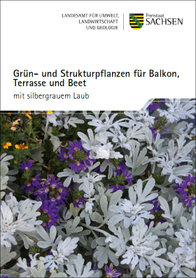 Grün- und Strukturpflanzen für Balkon, Terrasse und Beet