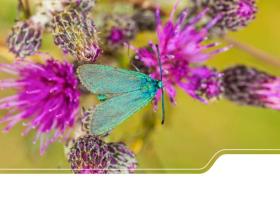 Ampfer–Grünwidderchen - Schmetterling des Jahres 2023