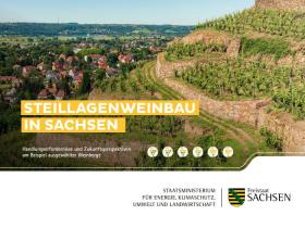 Steillagenweinbau in Sachsen