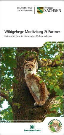 Baummarder im Wildgehege Moritzburg - Staatsbetrieb Sachsenforst -  sachsen.de