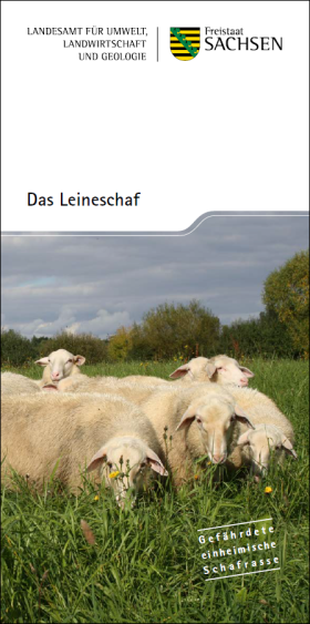 Vorschaubild zum Artikel Das Leineschaf