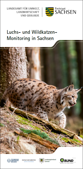 Luchs- und Wildkatzen-Monitoring in Sachsen