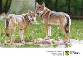 Postkarte Europäischer Grauwolf 1 von 5