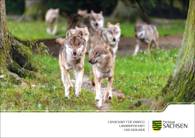 Vorschaubild zum Artikel Postkartenserie Europäischer Grauwolf