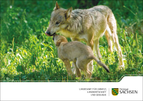 Postkarte Europäischer Grauwolf 5 von 5