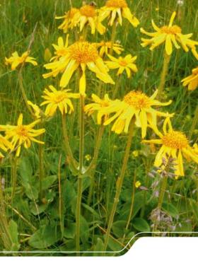 Vorschaubild zum Artikel Arnika (Arnica montana) - Heft und Postkarte