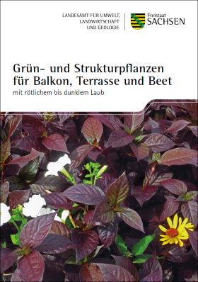 Vorschaubild zum Artikel Grün- und Strukturpflanzen für Balkon, Terrasse und Beet