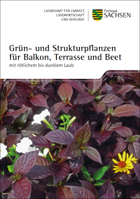 Grün- und Strukturpflanzen für Balkon, Terrasse und Beet