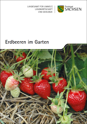 Erdbeeren im Garten