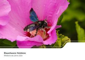 Blauschwarze Holzbiene - Wildbiene des Jahres 2024