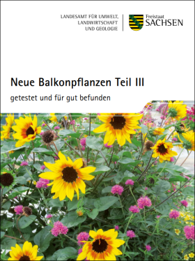 Neue Balkonpflanzen Teil III