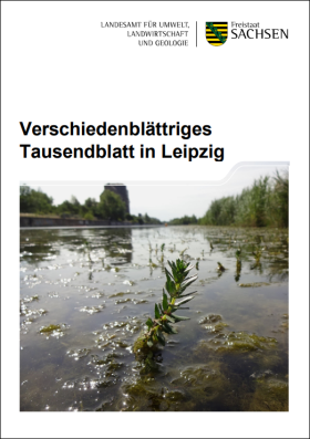 Vorschaubild zum Artikel Verschiedenblättriges Tausendblatt in Leipzig