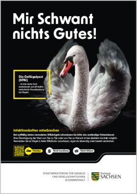 Plakat Geflügelpest Schwan