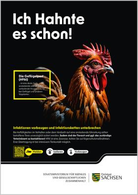Plakat Geflügelpest Hahn