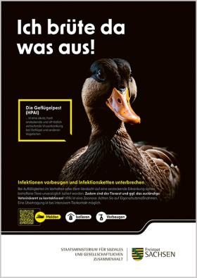 Plakat Geflügelpest Ente