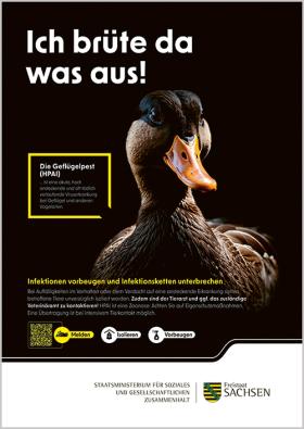 Vorschaubild zum Artikel Plakat Geflügelpest Ente