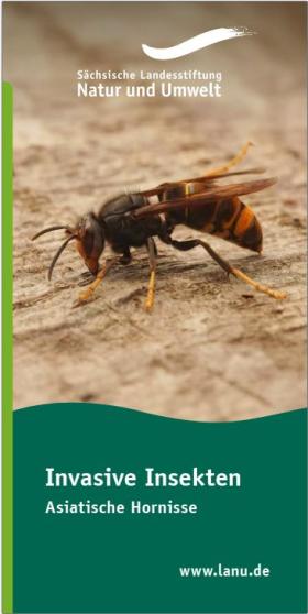 Vorschaubild zum Artikel Invasive Insekten - Asiatische Hornisse