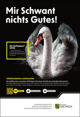 Plakat Geflügelpest Schwan