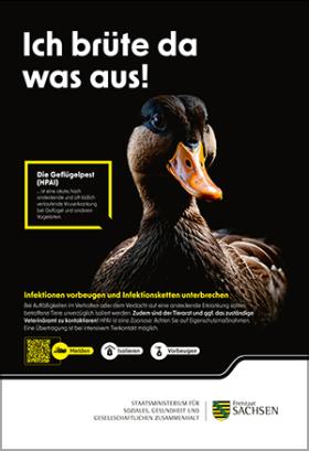 Plakat Geflügelpest Ente