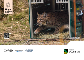 RELynx: Der Luchs zurück in Sachsen