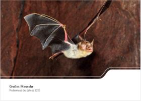 Großes Mausohr - Fledermaus des Jahres 2025