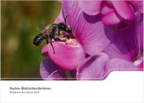 Garten-Balttschneiderbiene - Wildbiene des Jahres 2025