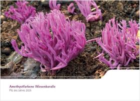 Amethystfarbene Wiesenkoralle - Pilz des Jahres 2025