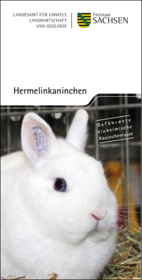 Hermelinkaninchen